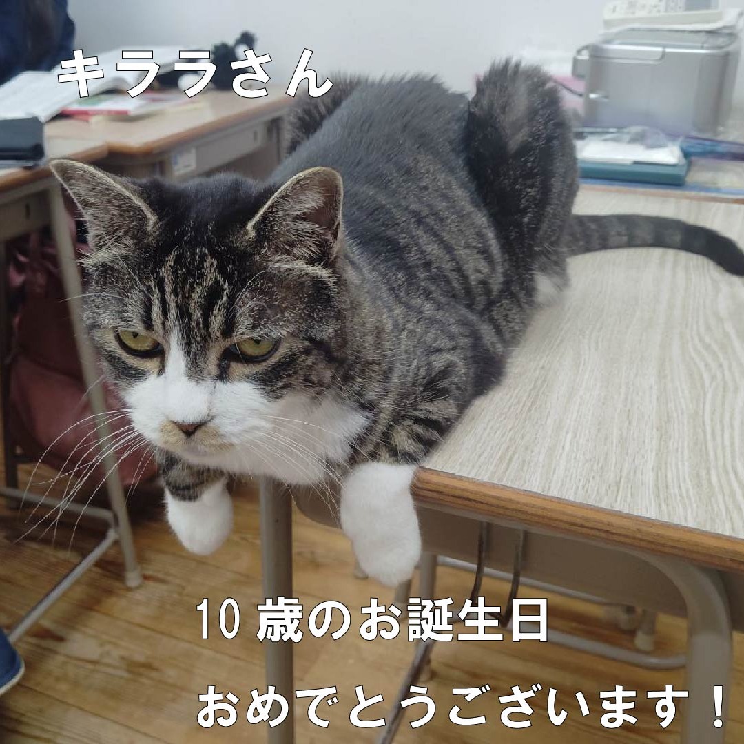 キララさん　10歳になりました！